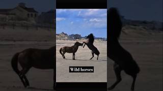 Wild horses being wild 🤯horse animals wild nature fight survival farm viralshorts fyp [upl. by Helaina]