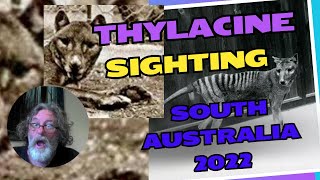 Thylacine sighting Truro South Australia 2022 with Peter [upl. by Fawna646]