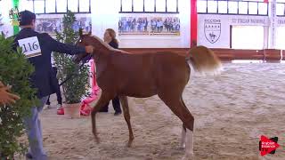 talian Nationals 2019  Futurity Fillies Class 13 [upl. by Durham70]