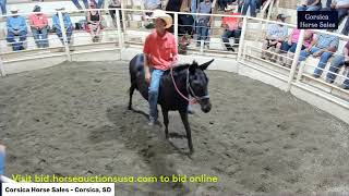 Corsica Horse Sales  Corsica South Dakota [upl. by Willett]