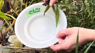 How to harvest White Turtlehead Chelone glabra seeds [upl. by Ailee]