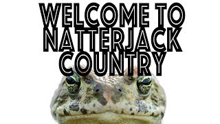 Meet the famous but elusive NatterJack toad [upl. by Diandre370]