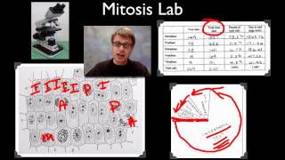 AP Biology Lab 3 Mitosis and Meiosis [upl. by Andris318]