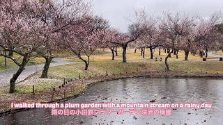 雨の日の小田原フラワーガーデン梅園の散歩A walk in the Odawara Flower Garden plum garden on a rainy day [upl. by Durno454]