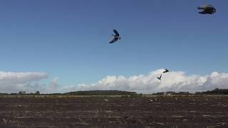 Goose Shooting Using Enforcer Goose Decoys [upl. by Seidnac]