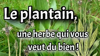 Le plantain lancéolé une herbe qui vous veut du bien  plantago lanceolata [upl. by Mosira]