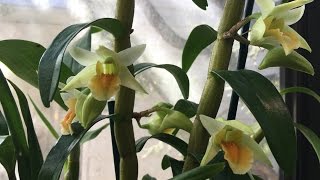 MARCH 2016 GREENHOUSE ORCHID UPDATE [upl. by Lisha]