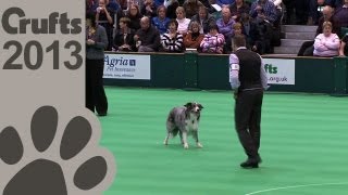 Obedience Dog Championships  Day 3  Crufts 2013 Kevin Puckett amp Majacabus Billy Bombastic [upl. by Mady744]