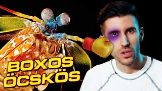 Inasba rakott a boxos SÁSKARÁK 🦐🥊 [upl. by Aivitnahs932]