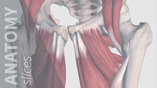 Muscles of the Posterior Compartment of the Thigh amp Gluteal Region  Anatomy Slices [upl. by Teria]