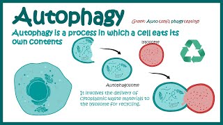 Autophagy  Introduction to Macroautophagy  Mechanism of Autophagy  fasting induce Autophagy [upl. by Earised]