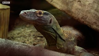 Do Komodo Dragons Eat People  Weird Animal Searches  BBC Earth Kids [upl. by Julius567]