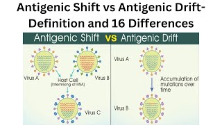 Influenza Drift and Shift  Negative RNA and the Segmented Genome [upl. by Gnouhk]