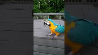 Tiki the Macaw Crying [upl. by Laszlo]