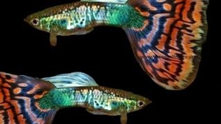 Red multicolour guppy  Tropical freshwater fish for sale [upl. by Ssecnirp]