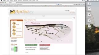 BIOMETRIE 3  déterminer la race dabeilles par lanalyse des ailes [upl. by Ennaitsirk]