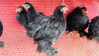 cochin bantam [upl. by Mile23]