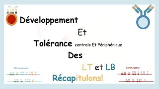 Développement Et Tolérance Centrale Et Périphérique Des LT Et LBRécapitulons [upl. by Viviene]