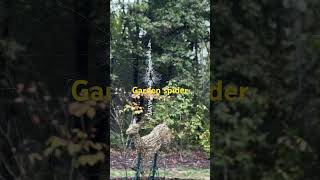 Garden spider vs wolf spider [upl. by Son]