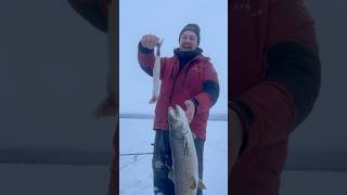 Giant lake trout spits up big whitefish at lake Louise Alaska Chasing tales guide service [upl. by Xel]