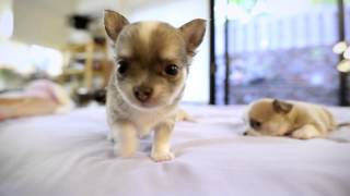 Chihuahua Puppies playing  Few months old puppies [upl. by Marcelle667]