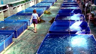 Indonesias Fish Farm Plans To Create Insane Sustainable Aquaculture Villages [upl. by Samson]