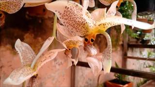 Orquídea Stanhopea Oculata [upl. by Cher]