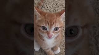 Tiny Orange Kitten Very Loud Meow [upl. by Luapnhoj]