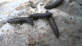 Alder Flea Beetle Larvae  Falls Canyon Santa Ana Mountains Orange County Southern California [upl. by Dunn723]