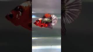 Pattren Red Silver Giant Betta bettafish [upl. by Abba]