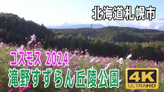 国営 滝野すずらん丘陵公園 コスモス 2024 [upl. by Nassi]