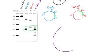 Restriction Mapping [upl. by Alehs]