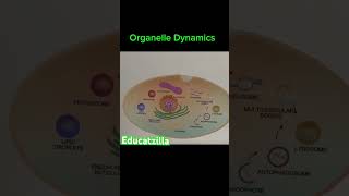 Organelle Dynamics [upl. by Eliga]