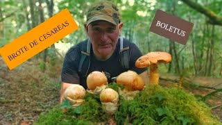 BROTE DE CESÁREAS BOLETUS Y OTRAS ESPECIES COMESTIBLES [upl. by Burt]