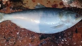 Incredible Big Hilisa Fish Cutting Style 🔥 Big Hilisa Fish Cutting Style india [upl. by Ayardna]