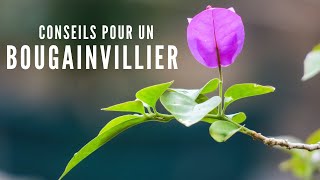 Un Bougainvillier BonsaÃ¯ [upl. by Early]