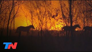 Incendios dramáticos en Corrientes las llamas ponen en jaque a los Esteros del Iberá [upl. by Corneille206]