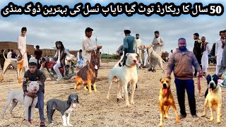 Pakistan Biggest Sunday Dogs Market 22102024  Kohati Gultair vs Bully kutta  Pk Animals [upl. by Ennywg]