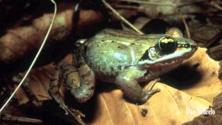 Wood Frog Lithobates sylvaticus [upl. by Neeliak827]