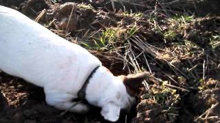 FAST Jack Russell Terrier Catching Field Mice [upl. by Atsirhc]