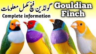 Lady Gouldian Finch Breeding Tips  Gouldian Finch Nest Box Cage amp Seed  Gouldian Finch Male Female [upl. by Atteloc77]