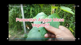 Perawatan Anggur Masa Vegetatif supaya Sehat dan Vigor [upl. by Hatfield]