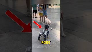 Robot Dog vs Real Dog 🤖🐕 shorts [upl. by Regdor]