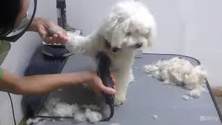 Curso Básico de Peluquería Canina  Paso 1 Corte Inicial [upl. by Efi]