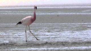 Andean Flamingo Phoenicopterus andinus [upl. by Aible]