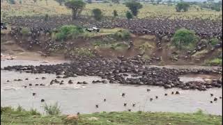 Serengeti national Park Tanzania wildebeest migration crossing Mara river [upl. by Gnuy]