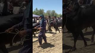 So beautiful bull dand mela in our village 😱viralshort shortvideo shorts automobile 500subs [upl. by Buckels418]