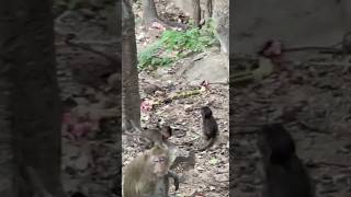 Lovely Baby Monkey monkeylove naturemonkey babymonkey animals shortvideo [upl. by Niuqauj681]