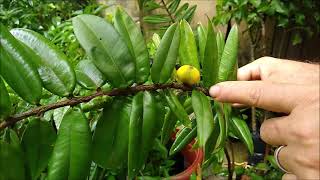 frutíferas raras a patir de 1000 reais pitangatuba bananinha mangostim pinha do asteca achachairu [upl. by Philomena]