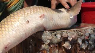 Big Mirka Fish Cutting By Expert Fish Cutter  Amazing Cutting Skills [upl. by Lucilia558]